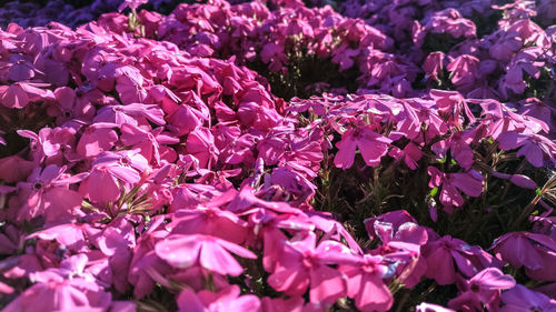 Close-up of pink flowering plants