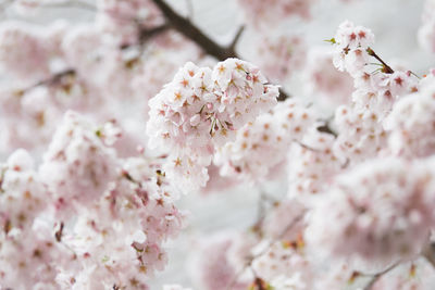 Close-up of pink cherry blossoms