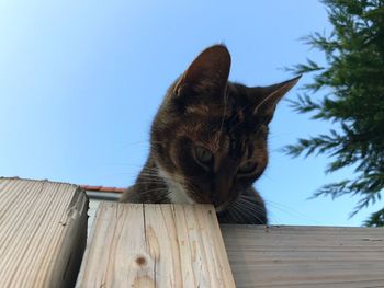 Low angle view of cat on wood against clear sky