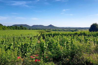 Scenic view of vineyard against sky