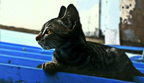 Close-up of a cat