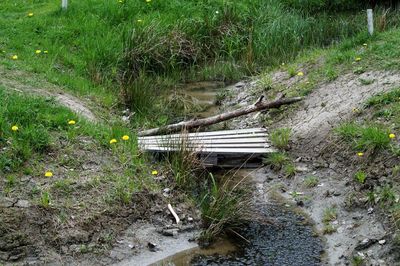 High angle view of grass in water
