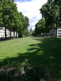 Trees in park against sky