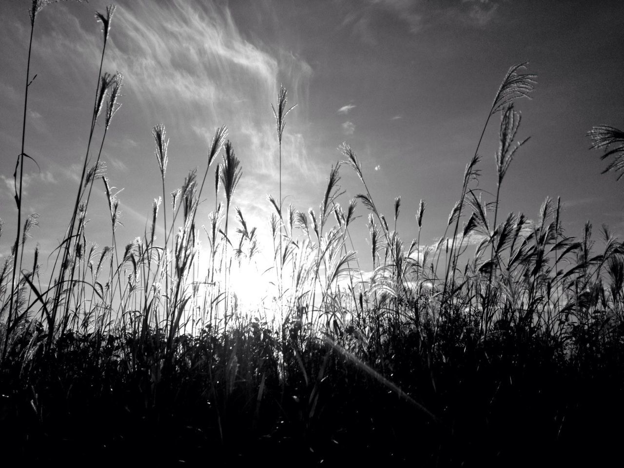 sky, plant, growth, field, silhouette, nature, grass, sunset, tranquility, beauty in nature, tranquil scene, sun, scenics, rural scene, cloud - sky, outdoors, sunlight, landscape, crop, reed - grass family