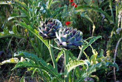 Close-up of purple flowering plant on field