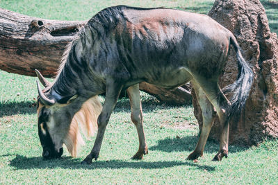Horses in a field