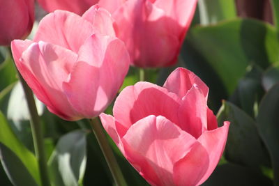 Close-up of pink flowering plant