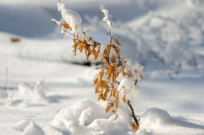 Close-up of frozen flower on field during winter