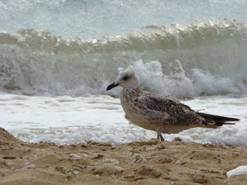 Seagull perching on a beach
