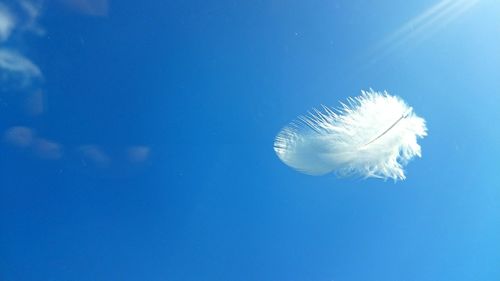 View of dandelion against clear sky