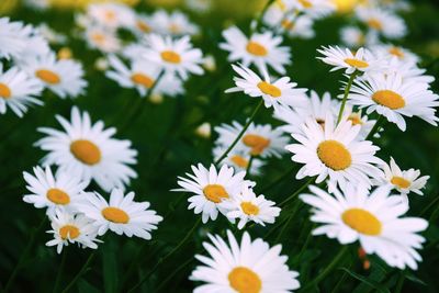 Close-up of white daisy flowers