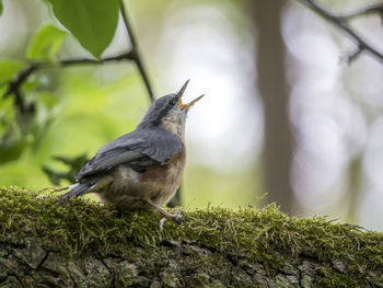 Bird perching on a branch