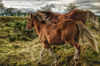 Horse standing on field against sky