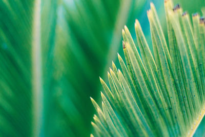 Close-up of palm leaves