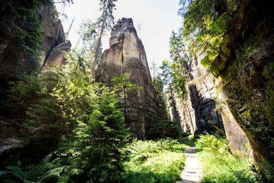 Low angle view of trees on rocks