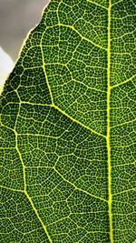 Full frame shot of green leaves