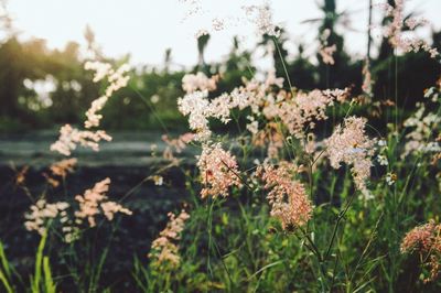 Close-up of flowers