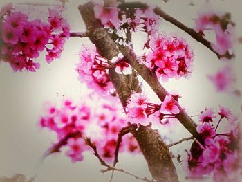 Low angle view of pink flowers blooming in park