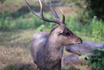 Deer in a forest