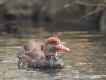 Close-up of duck swimming in lake