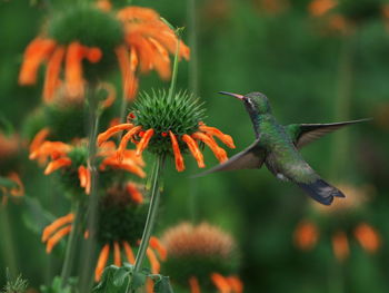 Close-up of bird perching on plant