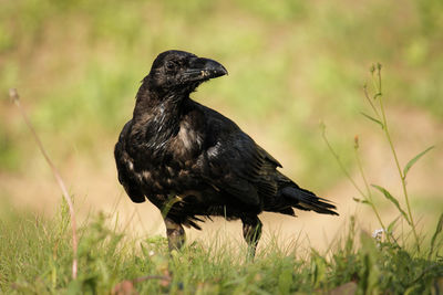 Close-up of raven on grassy field 