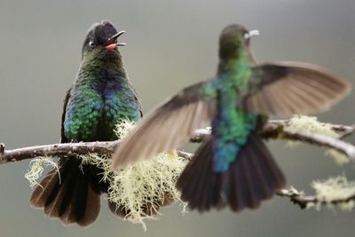 Low angle view of bird perching on branch