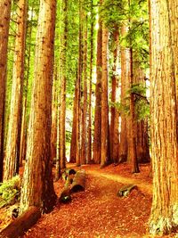 Trees in forest