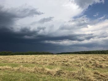 Scenic view of field against sky