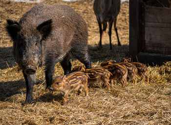 Close-up of boar on field