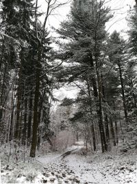 Trees in forest during winter