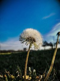 Close-up of dandelion against sky