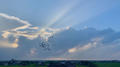 Birds flying in sky