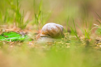 Close-up of snail on grass