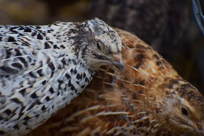 Close-up of a bird