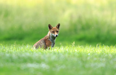 Portrait of fox on grass