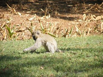 Lion sitting on field