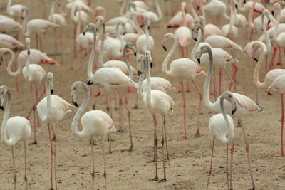 Flamingoes in ras al khor wildlife sanctuary, ramsar site, flamingo hide2, dubai, uae