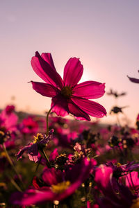 Close-up of pink flower