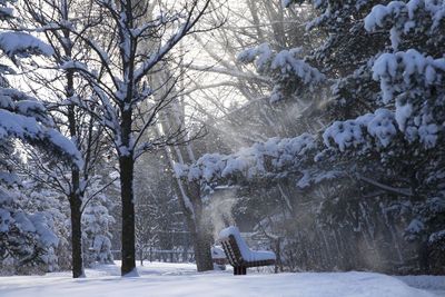 Snow covered trees and land in forest