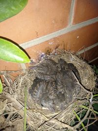 High angle view of bird in nest
