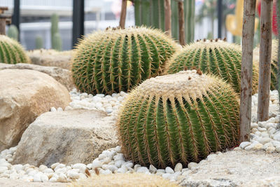 Close-up of succulent plant