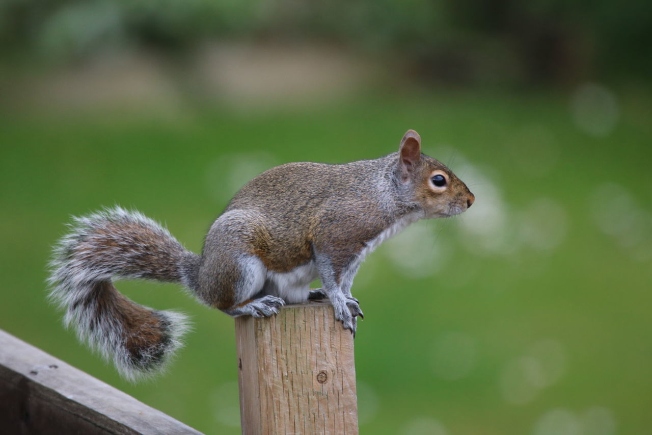 Squirrel on a fence