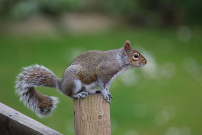 Close-up of squirrel