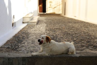 Portrait of dog