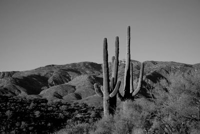 Saguaro cactus growing on rocky mountain at desert in arizona