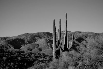 Cactus plants on field against sky