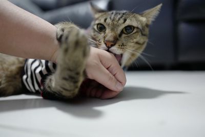 Close-up of tabby kitten
