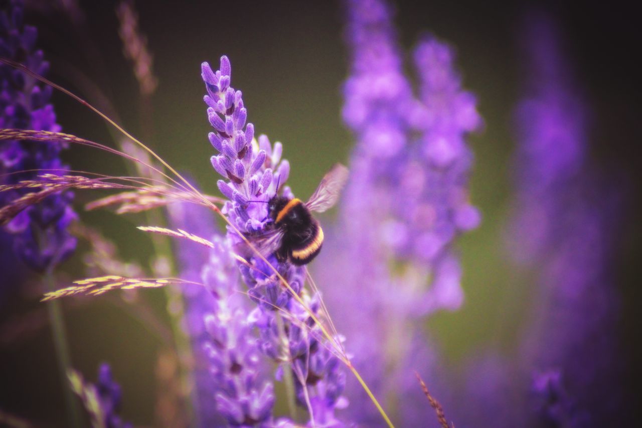 CLOSE-UP OF BEE POLLINATING ON PURPLE LAVENDER