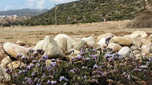 Purple flowering plants on land against mountains